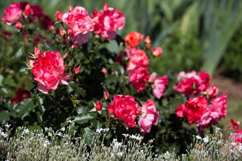 Willows Motel - SA Accommodation 2