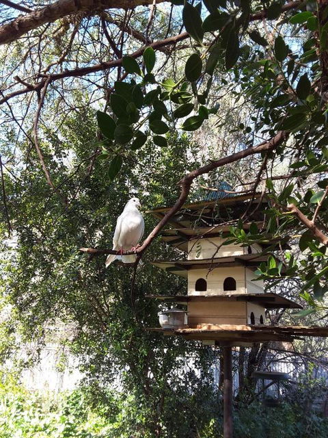 The Dove Cote - SA Accommodation 5