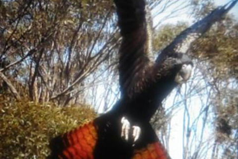 Cooinda Holiday Village - SA Accommodation 1