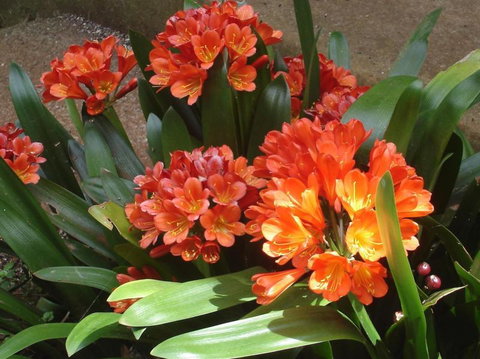 Braeside Bed & Breakfast - SA Accommodation 1