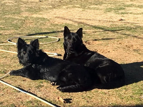 Alpine Country Motel - SA Accommodation 6