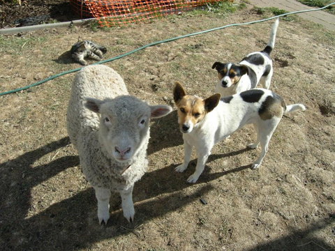 Alpine Country Motel - SA Accommodation 2