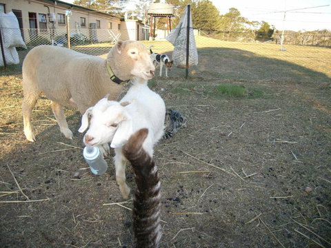 Alpine Country Motel - SA Accommodation 5