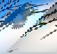 Tenterfield Cottage Holiday House - SA Accommodation