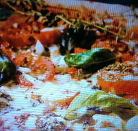 Alfio's Pizzeria - SA Accommodation