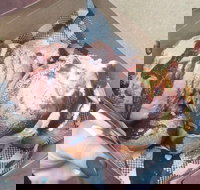 Tommy Sugo - SA Accommodation