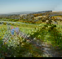 Wills Domain - SA Accommodation