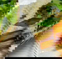 Thanh Binh - Cabramatta - SA Accommodation