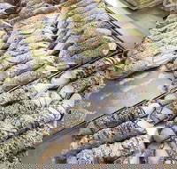 Il Pasticcino - SA Accommodation