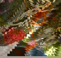 Faber Vineyard and Winery - SA Accommodation