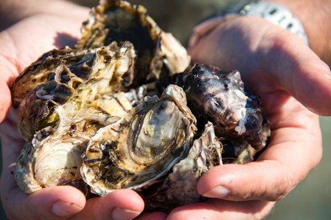 Freycinet Marine Farm - SA Accommodation 2