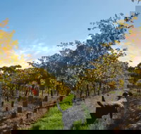 Ruddenklau Wines - SA Accommodation