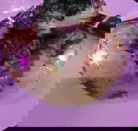 Kokonut Willy's Bar and Grill - SA Accommodation