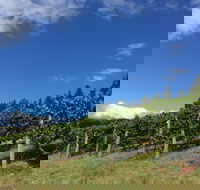 Freycinet Vineyard - SA Accommodation