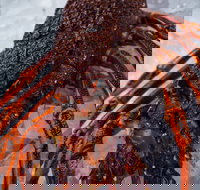 Lobster Shack Tasmania - SA Accommodation