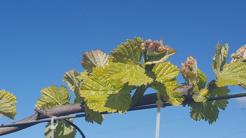 Highland Heritage Cellar Door - SA Accommodation 2