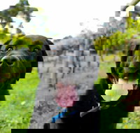 Every Man and His Dog Vineyard - SA Accommodation