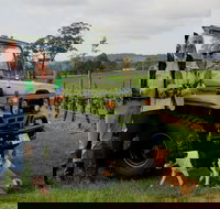 Brook Eden Vineyard - SA Accommodation