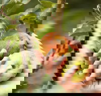 St Ronan's Cider - SA Accommodation