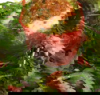 Watts River Cafe  Store - SA Accommodation