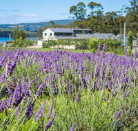 Port Arthur Lavender - SA Accommodation