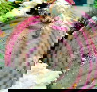 Thunderbird Kitchen - SA Accommodation