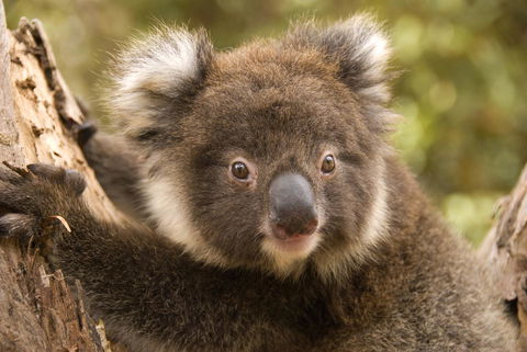 Kangaroo Island Seafront - SA Accommodation 39