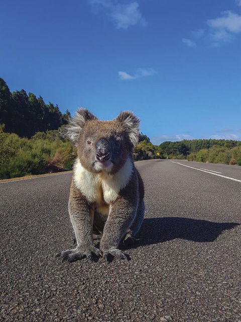 Kangaroo Island Seafront - SA Accommodation 14