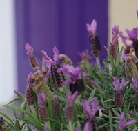 The Purple Door on Seaview