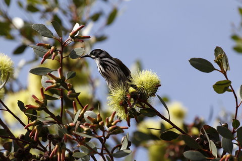 Cape Jervis Holiday Units - SA Accommodation 9