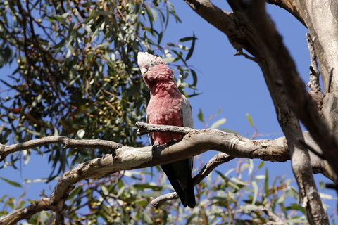 Cape Jervis Holiday Units - SA Accommodation 5