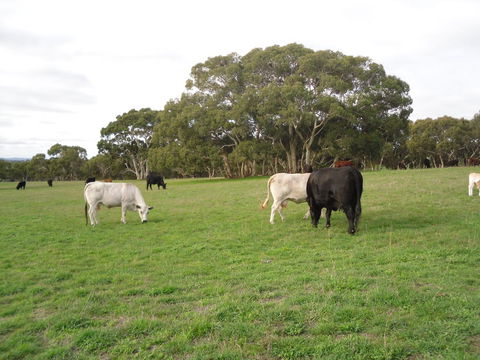 Wenton Farm Holiday Cottages - SA Accommodation 17