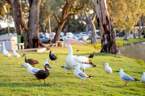 BIG4 Renmark Riverfront Holiday Park - SA Accommodation 9