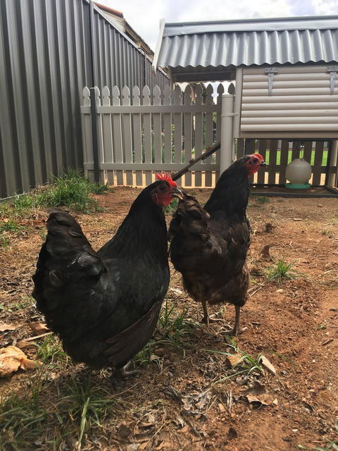 Thelma's Temora - SA Accommodation 13