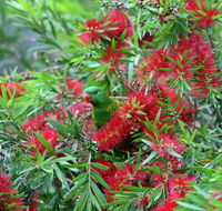 Bottlebrush B  B - SA Accommodation