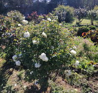 Carisbrook Country Retreat Motel - SA Accommodation