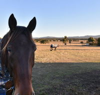 Clydesdale Cottage on Talga with real Clydesdale Horses - SA Accommodation