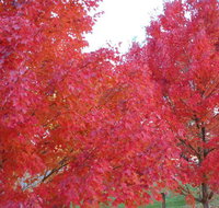 HEALESVILLE GETAWAY - SA Accommodation