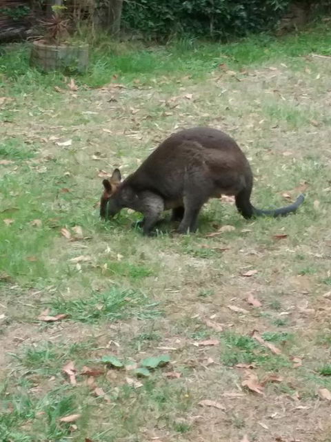 Lyrebird Gully Retreat - SA Accommodation 1