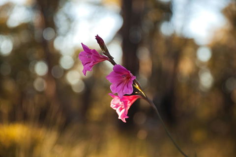 Amaroo Retreat & Spa - SA Accommodation 14