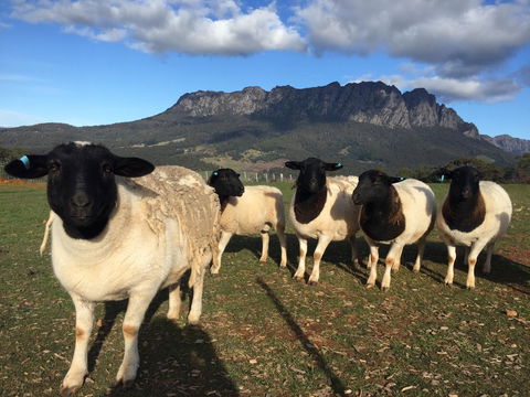 Manna Hill Farm - SA Accommodation 28