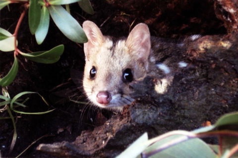 Cradle Mountain Love Shack - SA Accommodation 16