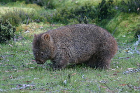 Cradle Mountain Love Shack - SA Accommodation 27