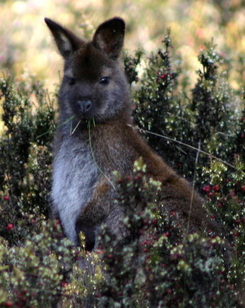 Cradle Mountain Love Shack - SA Accommodation 21