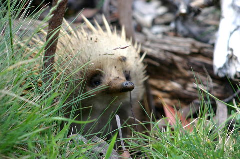 Cradle Mountain Love Shack - SA Accommodation 23