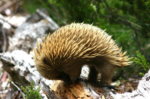 Cradle Mountain Love Shack - SA Accommodation 22