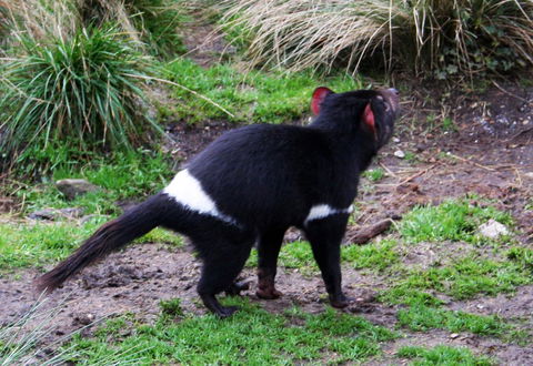 Cradle Mountain Love Shack - SA Accommodation 18