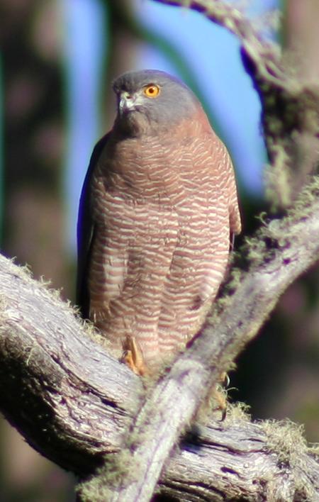 Cradle Mountain Love Shack - SA Accommodation 13