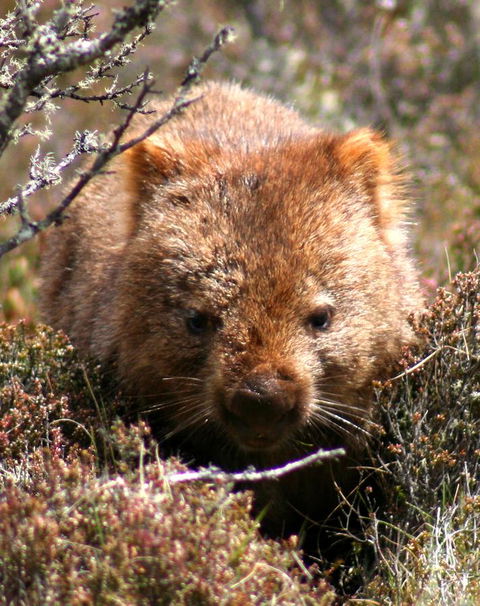 Cradle Mountain Love Shack - SA Accommodation 24