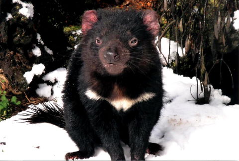 Cradle Mountain Love Shack - SA Accommodation 17